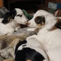 Dolly, a female Miniature Dachshund for sale in Booneville, KY – Photo 5 of 5