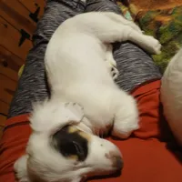 Dolly, a female Miniature Dachshund for sale in Booneville, KY – Photo 4 of 5