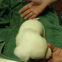 Dolly, a female Miniature Dachshund for sale in Booneville, KY – Photo 2 of 5