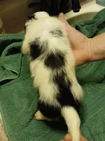 DIESEL, a male Miniature Dachshund for sale in Booneville, KY – Photo 2 of 4