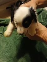 DIESEL, a male Miniature Dachshund for sale in Booneville, KY – Photo 3 of 4