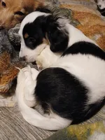 DIESEL, a male Miniature Dachshund for sale in Booneville, KY – Photo 1 of 4