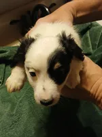 DIESEL, a male Miniature Dachshund for sale in Booneville, KY – Photo 4 of 4