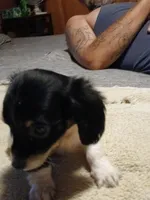 Gracie, a female Miniature Dachshund for sale in Booneville, KY – 6 of 6