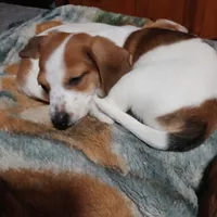 Cherokee, a male Miniature Dachshund for sale in Booneville, KY – Photo 2 of 5