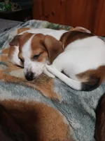 Cherokee, a male Miniature Dachshund for sale in Booneville, KY – Photo 2 of 5