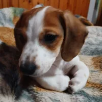 Cherokee, a male Miniature Dachshund for sale in Booneville, KY – Photo 1 of 5