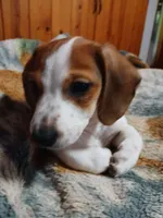 Cherokee, a male Miniature Dachshund for sale in Booneville, KY – Photo 1 of 5