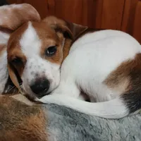 Cherokee, a male Miniature Dachshund for sale in Booneville, KY – Photo 4 of 5