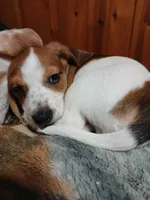 Cherokee, a male Miniature Dachshund for sale in Booneville, KY – Photo 4 of 5