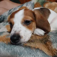 Cherokee, a male Miniature Dachshund for sale in Booneville, KY – Photo 5 of 5