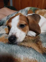 Cherokee, a male Miniature Dachshund for sale in Booneville, KY – Photo 5 of 5