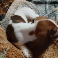 Cherokee, a male Miniature Dachshund for sale in Booneville, KY – Photo 3 of 5