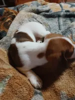 Cherokee, a male Miniature Dachshund for sale in Booneville, KY – Photo 3 of 5