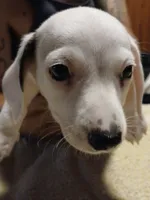 Maximus, a male Miniature Dachshund for sale in Booneville, KY – 6 of 7