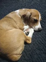 T-Bone, a male Miniature Australian Shepherd and Miniature Dachshund for sale in Booneville, KY – 4 of 7