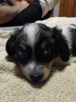 Harley, a male Miniature Dachshund for sale in Booneville, KY – 5 of 7