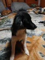 Biscuit, a female Miniature Australian Shepherd and Miniature Dachshund for sale in Booneville, KY – Photo 3 of 4