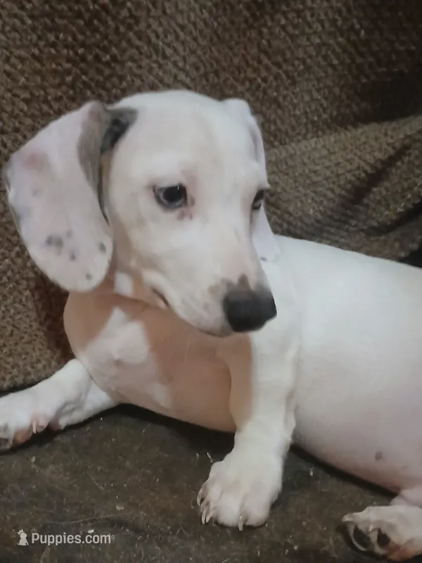 Maximus – Miniature Dachshund puppy for sale in Booneville, KY