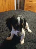 Harley, a male Miniature Dachshund for sale in Booneville, KY – 3 of 7