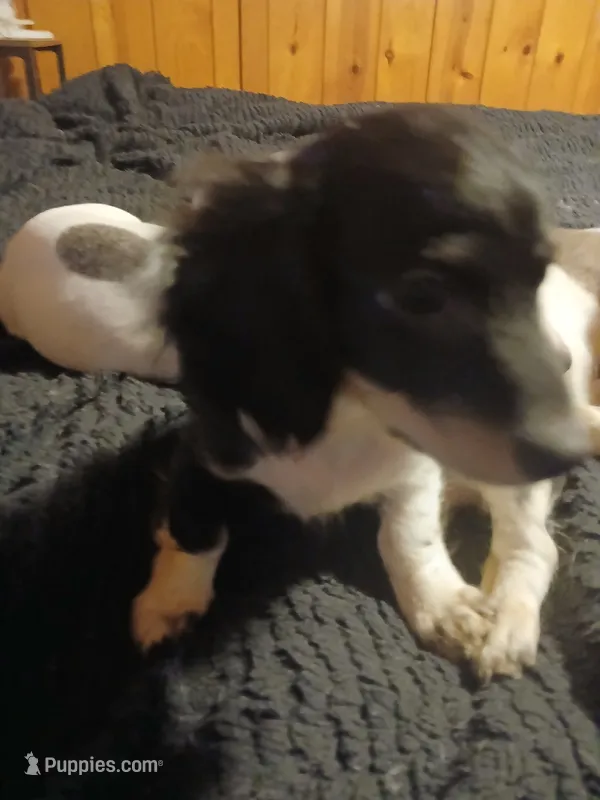 Gracie – Miniature Dachshund puppy for sale in Booneville, KY
