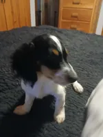Harley, a male Miniature Dachshund for sale in Booneville, KY – 4 of 7