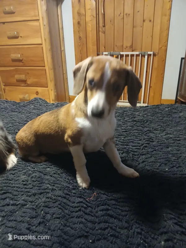 T-Bone – Miniature Australian Shepherd, Miniature Dachshund puppy for sale in Booneville, KY