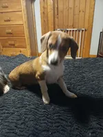 T-Bone, a male Miniature Australian Shepherd and Miniature Dachshund for sale in Booneville, KY – 1 of 7