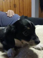 Gracie, a female Miniature Dachshund for sale in Booneville, KY – 5 of 6