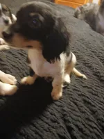 Gracie, a female Miniature Dachshund for sale in Booneville, KY – 3 of 6