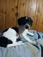 Diego, a male Miniature Dachshund for sale in Booneville, KY – Photo 1 of 7