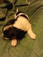 Diego, a male Miniature Dachshund for sale in Booneville, KY – Photo 6 of 7