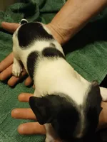 Diego, a male Miniature Dachshund for sale in Booneville, KY – Photo 7 of 7