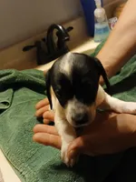 Diego, a male Miniature Dachshund for sale in Booneville, KY – Photo 5 of 7