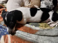 Diego, a male Miniature Dachshund for sale in Booneville, KY – Photo 3 of 7