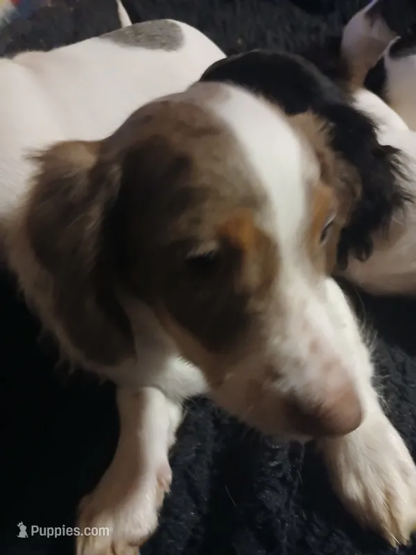 Marley – Miniature Dachshund puppy for sale in Booneville, KY