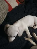 Maximus, a male Miniature Dachshund for sale in Booneville, KY – 5 of 7