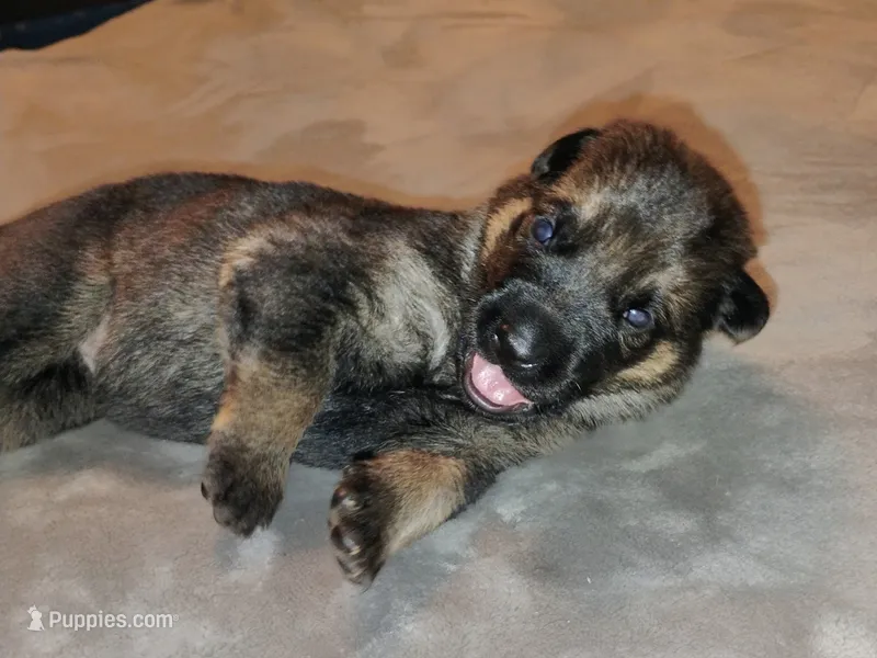 Pink – German Shepherd Dog puppy for sale in Grand Junction, CO