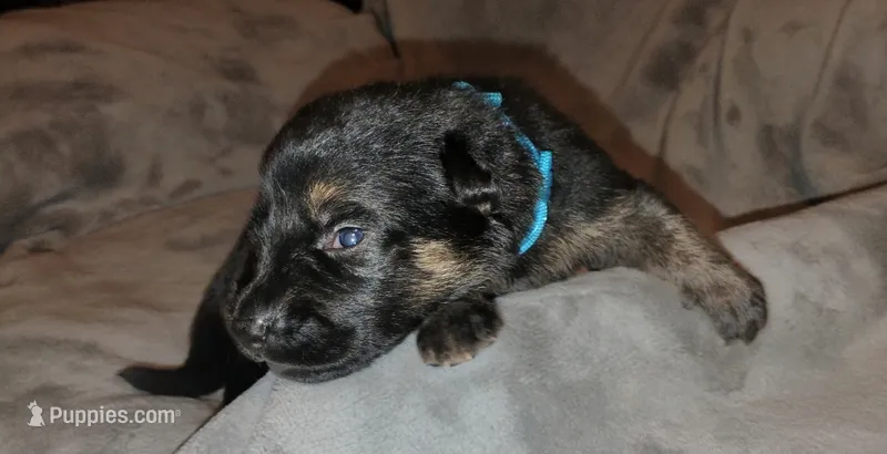 Light Blue  – German Shepherd Dog puppy for sale in Grand Junction, CO