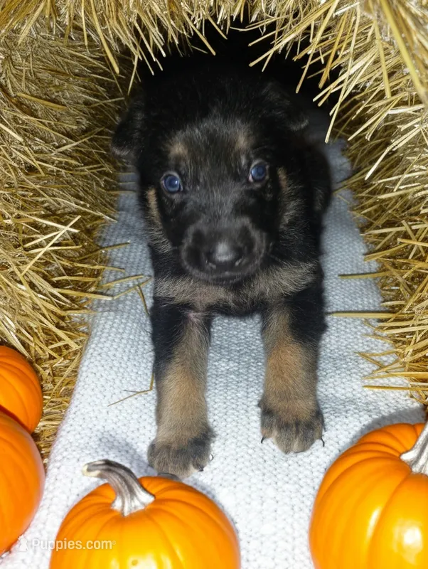 Light Blue  – German Shepherd Dog puppy for sale in Grand Junction, CO