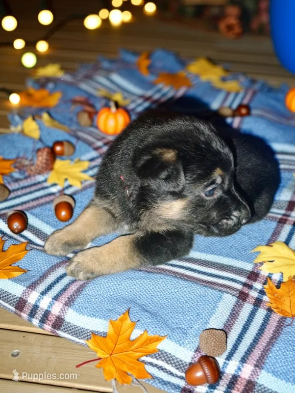 Orange  – German Shepherd Dog puppy for sale in Grand Junction, CO