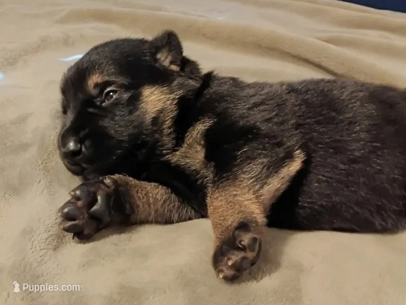 Red – German Shepherd Dog puppy for sale in Grand Junction, CO