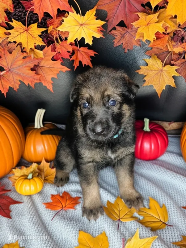 Teal  – German Shepherd Dog puppy for sale in Grand Junction, CO
