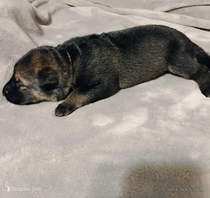Light Green  – German Shepherd Dog puppy for sale in Grand Junction, CO