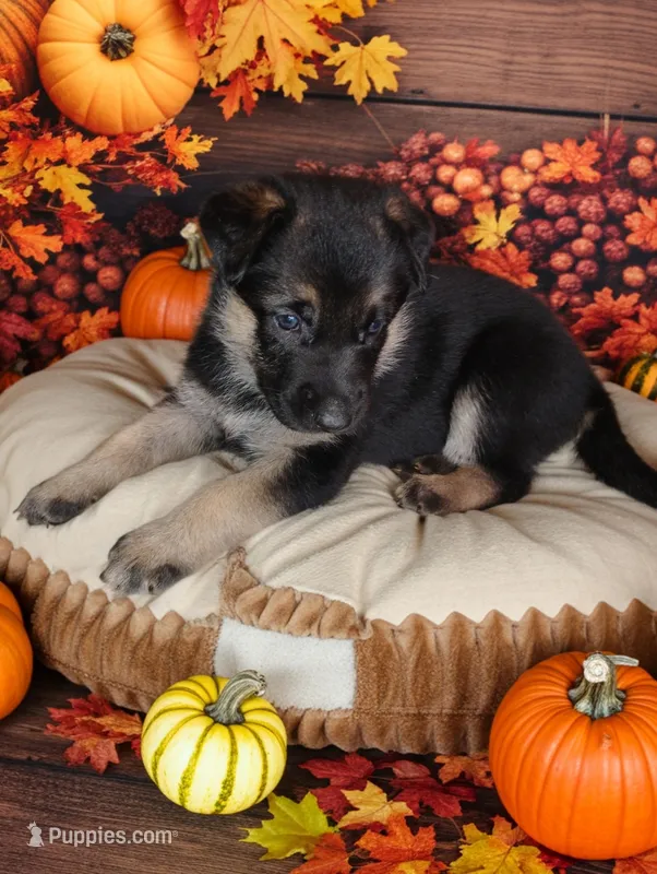 Peach  – German Shepherd Dog puppy for sale in Grand Junction, CO