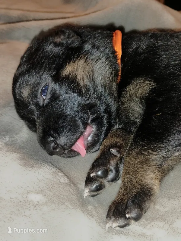 Orange  – German Shepherd Dog puppy for sale in Grand Junction, CO
