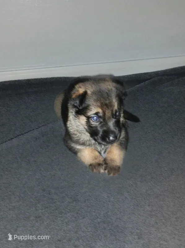 Pink – German Shepherd Dog puppy for sale in Grand Junction, CO