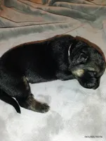 Peach , a female German Shepherd Dog for sale in Grand Junction, CO – 1 of 1