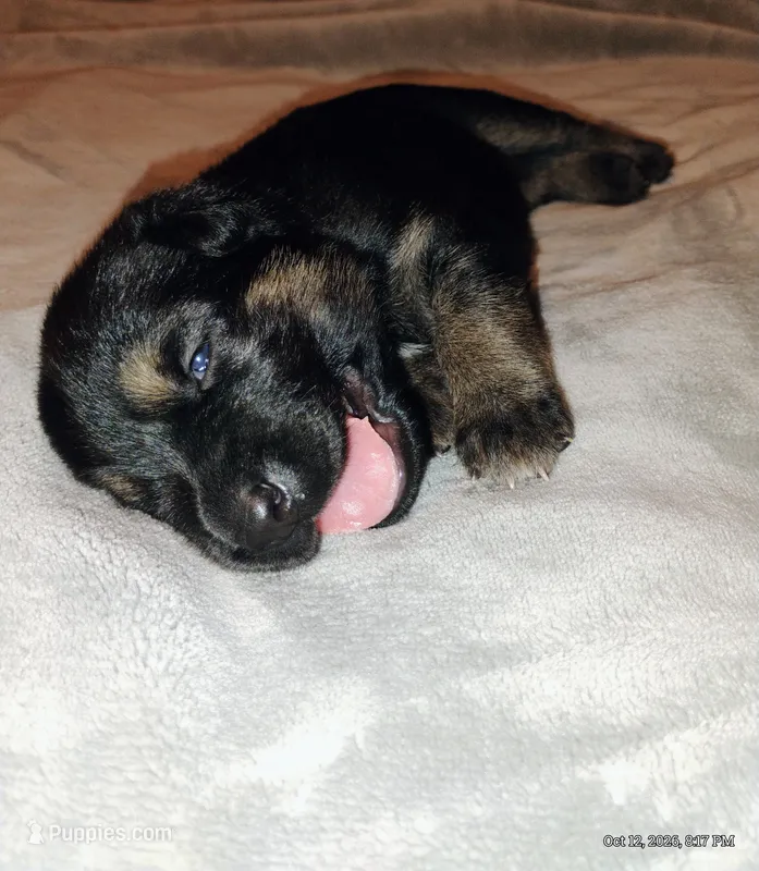 Purple  – German Shepherd Dog puppy for sale in Grand Junction, CO