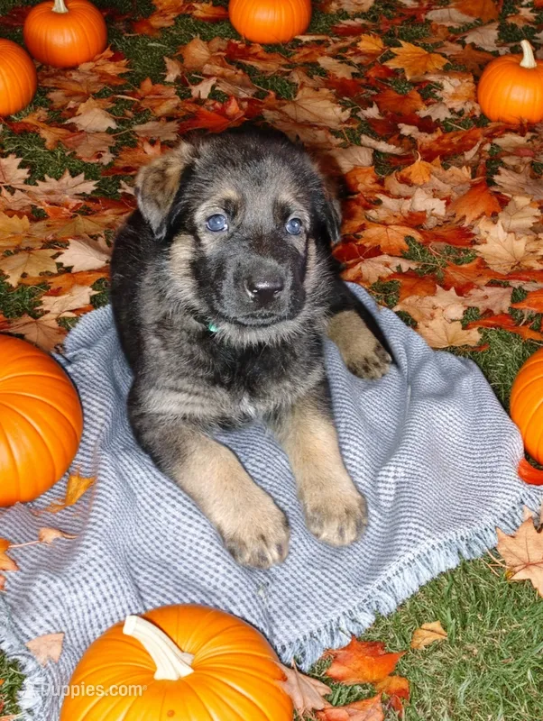 Teal  – German Shepherd Dog puppy for sale in Grand Junction, CO